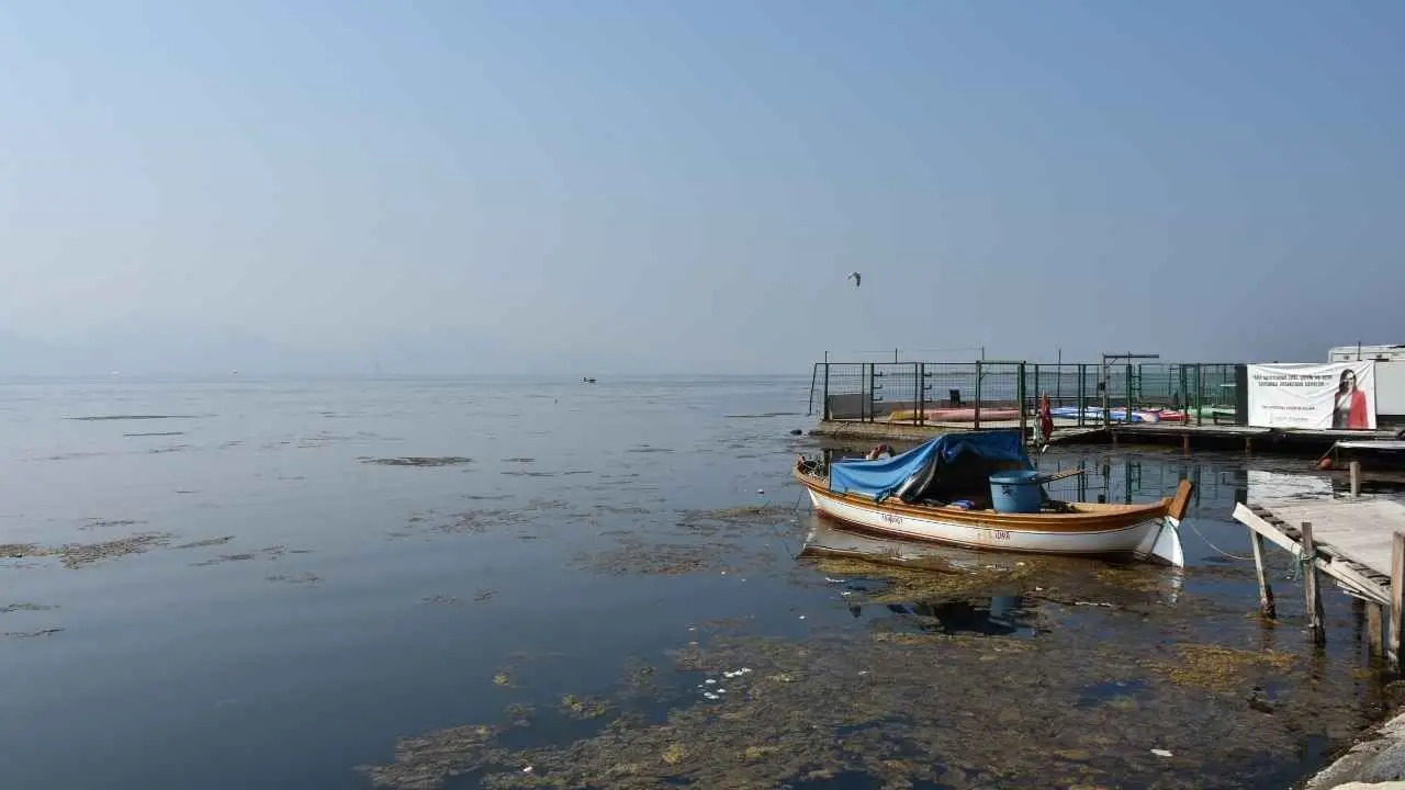 İzmir Körfezi'nde Deniz Marulu Artışı Endişe Yaratıyor